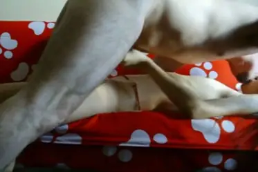 Live ABG Bispak Jakarta Di Hotel Bintang Lima Mewah Skandal